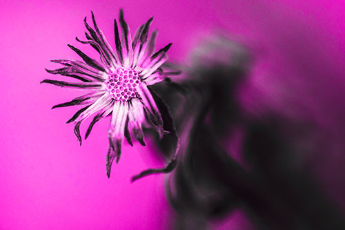 Freezing Aster Flower Shaking Among Wind (Pink Tone Photo)