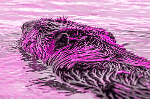 Frightened Beaver Swims Upstream River (Pink Tone Photo)
