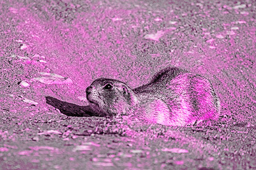 Frightened Russet Ground Squirrel Crouching Atop Dirt Mound (Pink Tone)