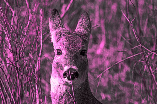 Frightened White Tailed Deer Staring (Pink Tone Photo)