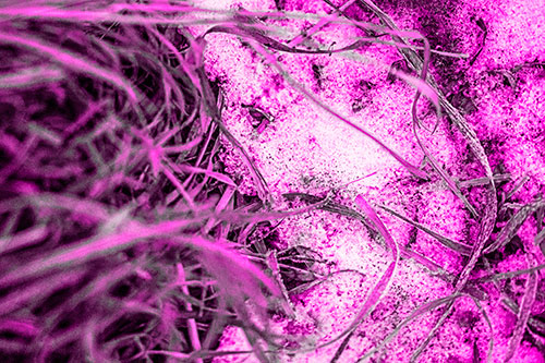Frowning Grass Face Buried Among Snow (Pink Tone)