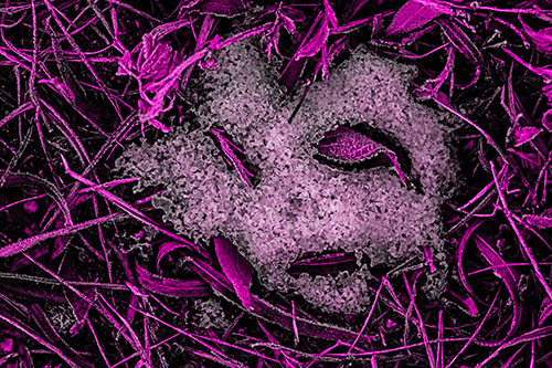 Frozen Leaf Eyed Snow Face Among Frosty Grass (Pink Tone)
