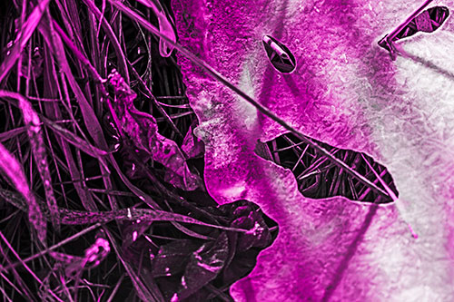 Frozen Protruding Grass Bladed Ice Face (Pink Tone)