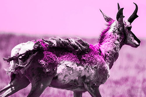 Fur Shedding Pronghorn Walking Along Grass (Pink Tone Photo)