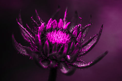 Fuzzy Unfurling Sunflower Bud Blooming (Pink Tone Photo)