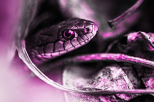 Garter Snake Peeking Out Dirt Tunnel (Pink Tone Photo)