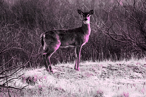 Gazing White Tailed Deer Standing Atop High Ground (Pink Tone Photo)