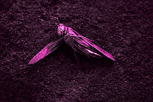 Giant Dead Grasshopper Laid To Rest (Pink Tone Photo)