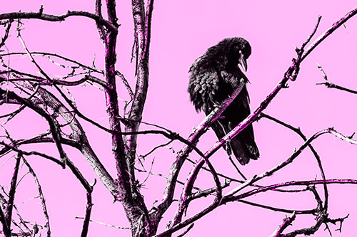 Glaze Eyed Crow Tilting Head Among Dead Tree Branches (Pink Tone)