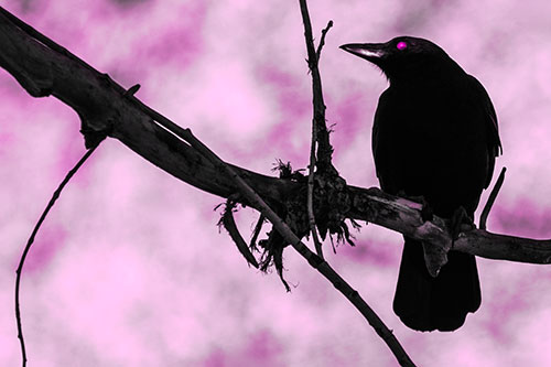 Glazed Eyed Crow Gazing Sideways Along Sloping Tree Branch (Pink Tone Photo)