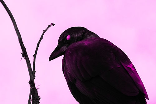 Glazed Eyed Crow Hunched Over Atop Tree Branch (Pink Tone Photo)