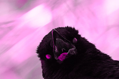 Glazed Eyed Tongue Screaming Crow (Pink Tone Photo)