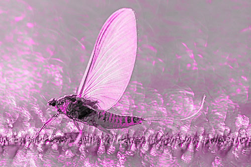 Glistening Mayfly Enjoying Bright Sunlight (Pink Tone)