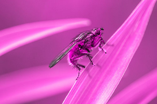 Golden Dung Fly Perched Along Sloping Fescue Grass Blade (Pink Tone)