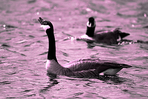 Goose Honking Loudly On Lake Water (Pink Tone Photo)