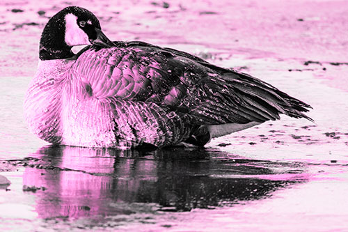 Goose Resting Atop Ice Frozen River (Pink Tone Photo)