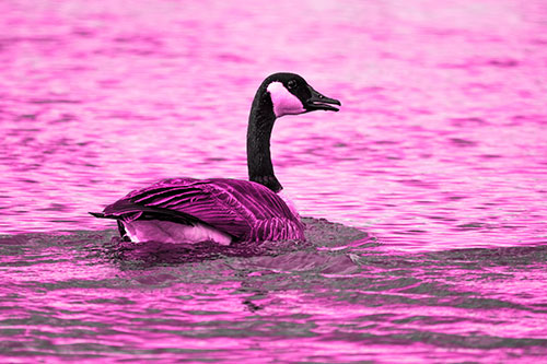 Goose Swimming Down River Water (Pink Tone Photo)