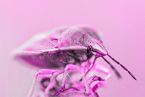 Gorse Shieldbug Standing Atop Gumplant (Pink Tone)
