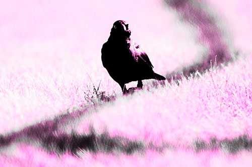 Grackle Bird Walking Down Shadow Line (Pink Tone Photo)