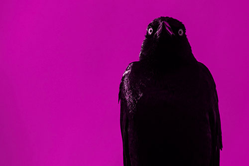 Grackle Gazing Into Horizon (Pink Tone Photo)