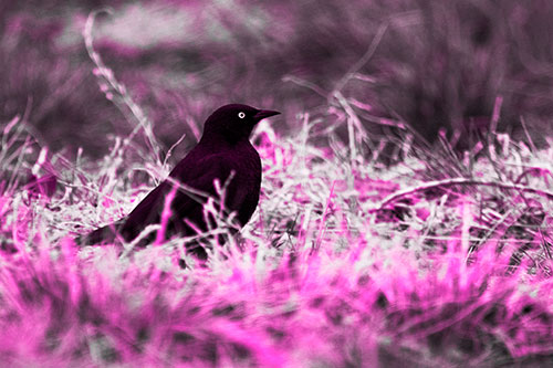 Grackle Standing Among Grass (Pink Tone Photo)