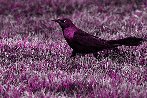 Grackle Walking Among Fresh Cut Grass (Pink Tone)