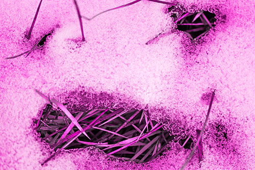 Grass Blade Face Pierces Through Melting Snow (Pink Tone Photo)