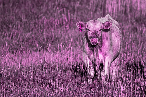 Grass Chewing Cow Spots Intruder (Pink Tone Photo)