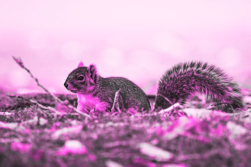 Grass Crouching Squirrel Beyond Broken Tree Branch (Pink Tone Photo)