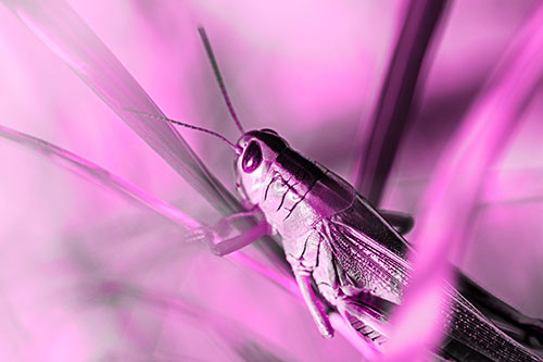Grasshopper Clasps Ahold Multiple Grass Blades (Pink Tone Photo)