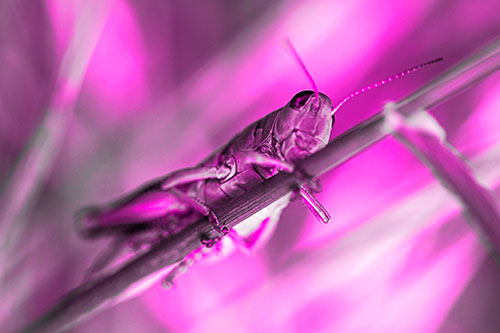 Grasshopper Cuddles Grass Blade Tightly (Pink Tone Photo)
