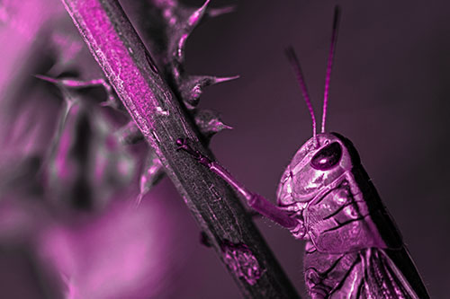 Grasshopper Hangs Onto Weed Stem (Pink Tone Photo)
