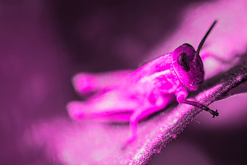 Grasshopper Laying Down Atop Leaf Petal (Pink Tone Photo)