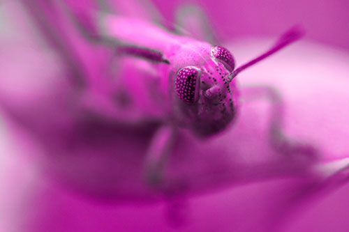 Grasshopper Perched Atop Plant Leaf (Pink Tone Photo)