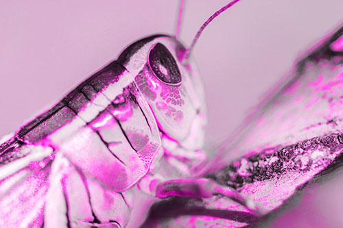 Grasshopper Rests Atop Ascending Branch (Pink Tone Photo)