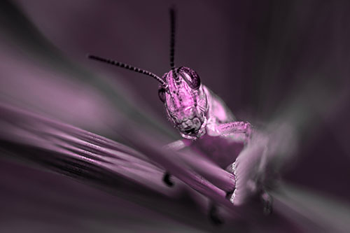 Grasshopper Rides Grass Blades Among Wind (Pink Tone)