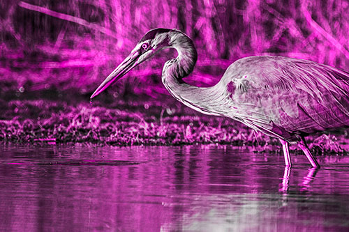 Great Blue Heron Beak Dripping Water (Pink Tone)