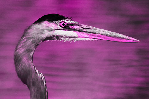Great Blue Heron Beyond Water Reed Grass (Pink Tone Photo)