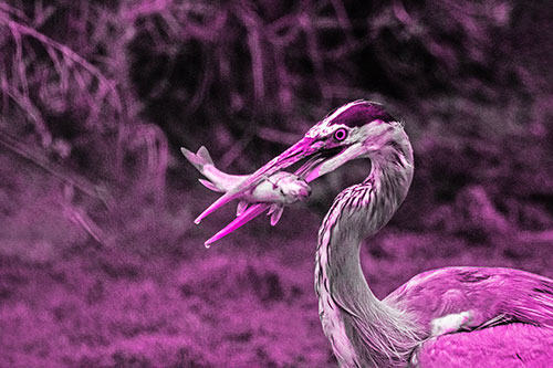 Great Blue Heron Clamps Trout Fish Between Beak (Pink Tone)