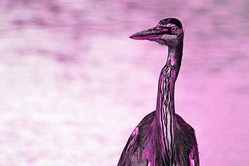 Great Blue Heron Glancing Among River (Pink Tone Photo)
