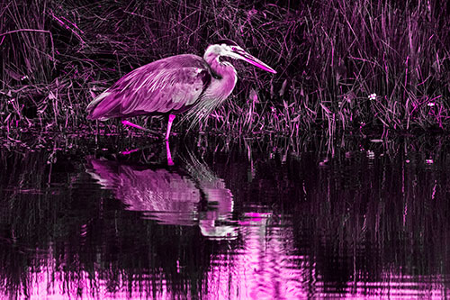Great Blue Heron Searching Shoreline (Pink Tone Photo)