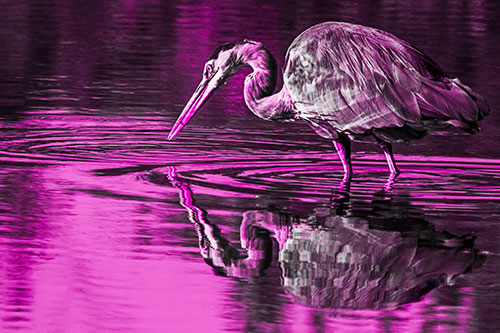 Great Blue Heron Snatches Pond Fish (Pink Tone Photo)