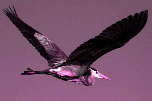 Great Blue Heron Soaring The Sky (Pink Tone Photo)
