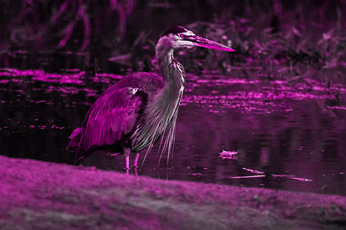 Great Blue Heron Standing Among Shallow Water (Pink Tone Photo)