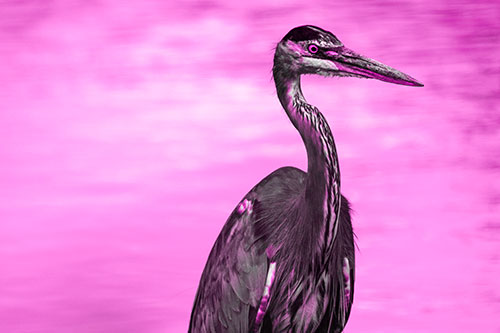 Great Blue Heron Standing Tall Among River Water (Pink Tone)