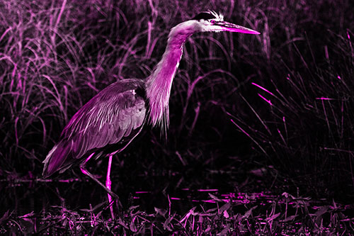 Great Blue Heron Wading Across River (Pink Tone Photo)