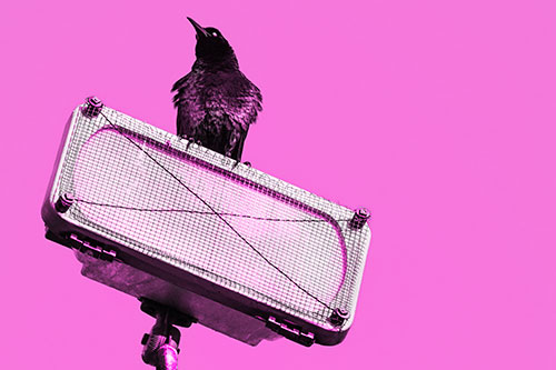 Great Tailed Grackle Keeping Watch Atop Light Pole (Pink Tone)