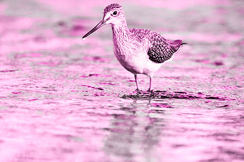 Greater Yellowlegs Bird Dripping Water From Beak (Pink Tone Photo)