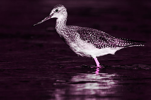 Greater Yellowlegs Bird Leaning Forward On Water (Pink Tone Photo)