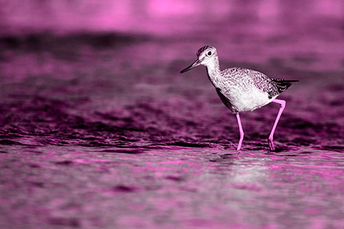 Greater Yellowlegs Bird Walking On River Water (Pink Tone Photo)